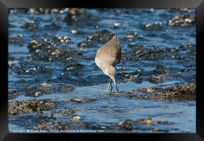 willet foraging for food at low tide Framed Print by Chris Rabe
