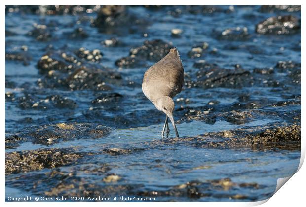 willet foraging for food at low tide Print by Chris Rabe