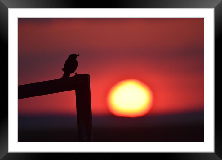 Sunset bird Framed Mounted Print by Duane evans