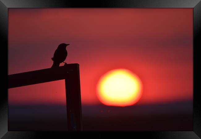 Sunset bird Framed Print by Duane evans
