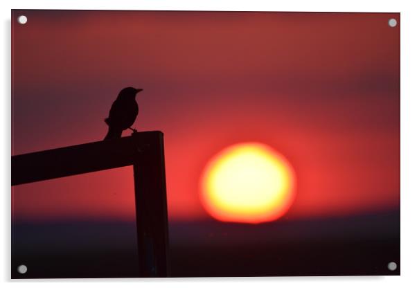 Sunset bird Acrylic by Duane evans