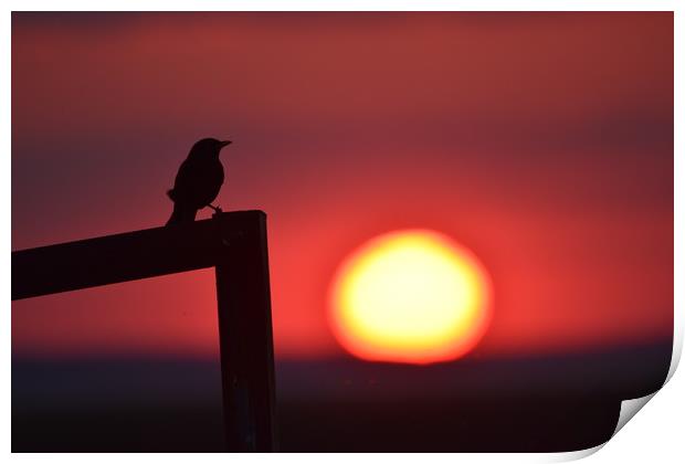 Sunset bird Print by Duane evans