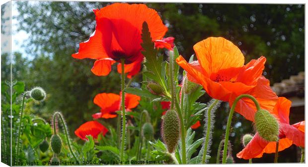 Wild Poppies  Canvas Print by Antoinette B