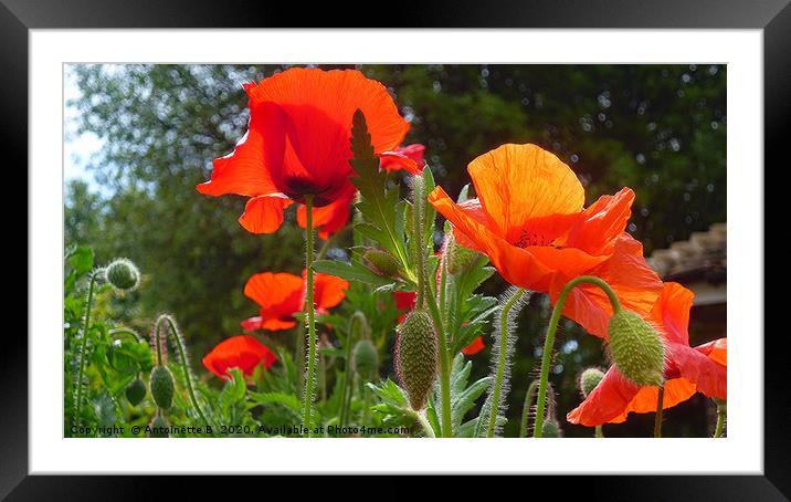 Wild Poppies  Framed Mounted Print by Antoinette B