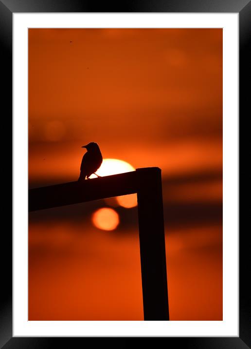 Bird silhouette Framed Mounted Print by Duane evans