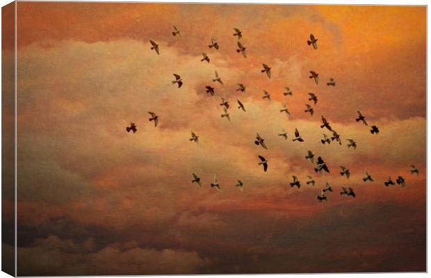 Evening Flight Canvas Print by Colin Metcalf