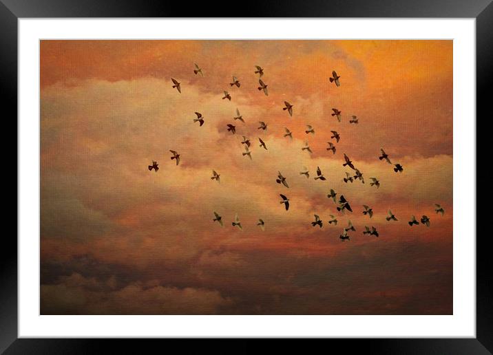 Evening Flight Framed Mounted Print by Colin Metcalf