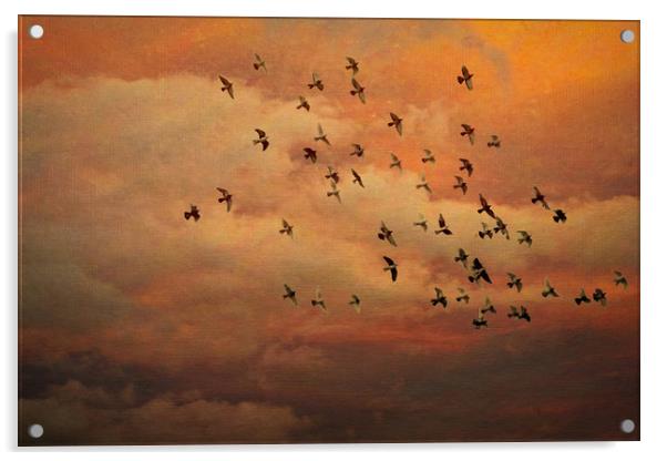 Evening Flight Acrylic by Colin Metcalf