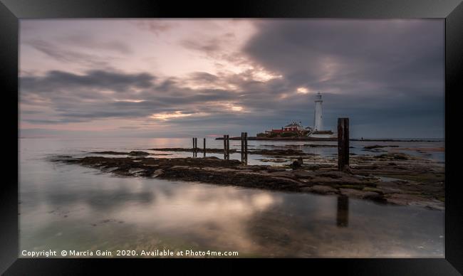 Sunrise at St Mary's lighthouse Framed Print by Marcia Reay