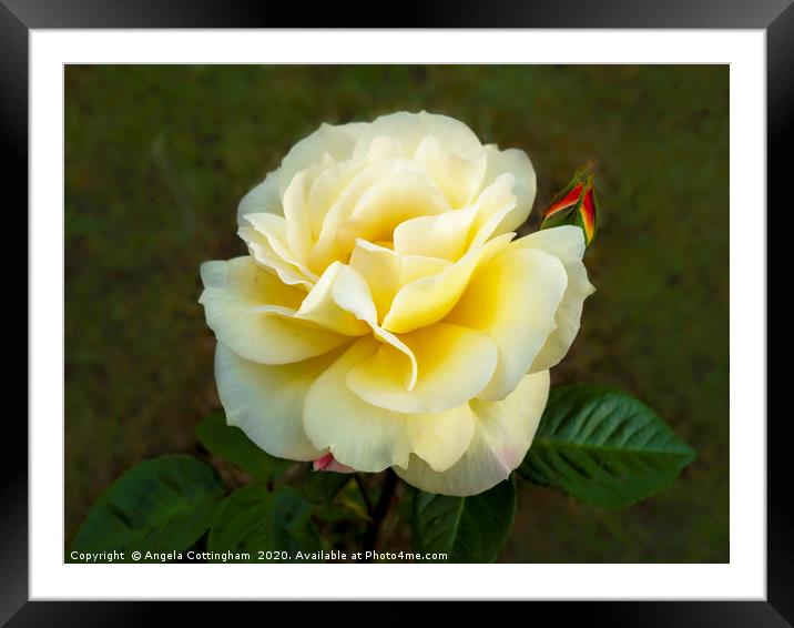 Beautiful Yellow Rose Framed Mounted Print by Angela Cottingham