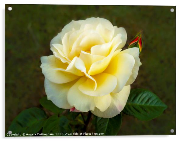 Beautiful Yellow Rose Acrylic by Angela Cottingham