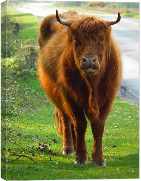 Highland Cow Canvas Print by Jules Camfield