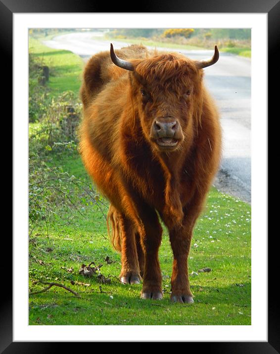 Highland Cow Framed Mounted Print by Jules Camfield