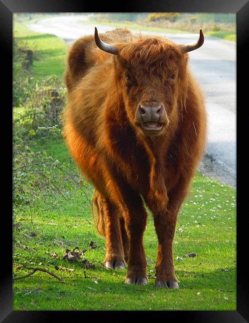 Highland Cow Framed Print by Jules Camfield