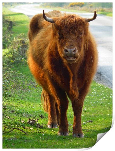 Highland Cow Print by Jules Camfield