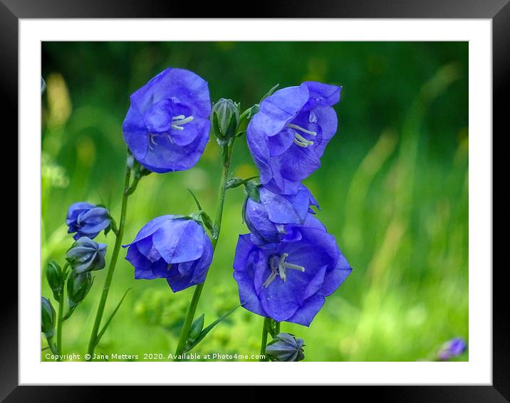Blue Blooms  Framed Mounted Print by Jane Metters