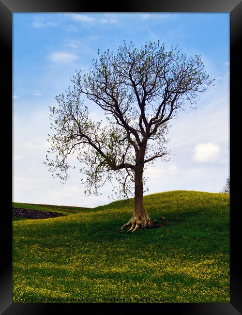 A Keld Tree Framed Print by Steven Watson