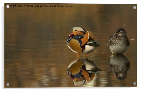 Mandarin Duck Pair Acrylic by Ewan Jones