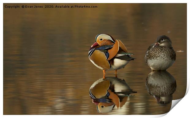 Mandarin Duck Pair Print by Ewan Jones