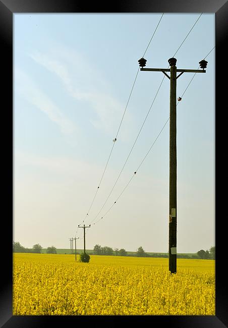 Rape Field With Telegraph Poles Framed Print by graham young