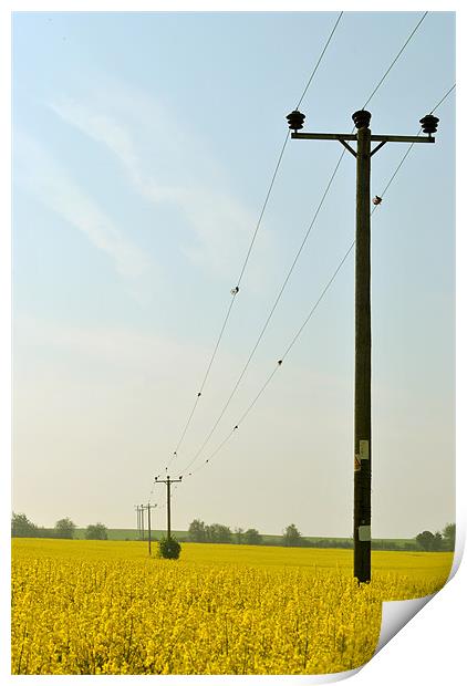 Rape Field With Telegraph Poles Print by graham young
