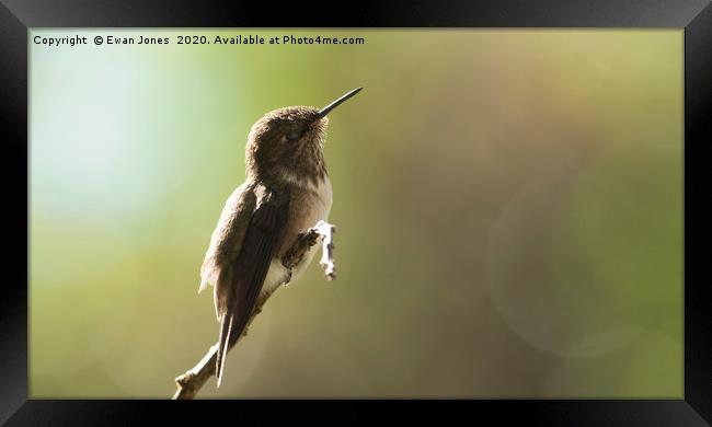 Volcano Hummingbird Basking Framed Print by Ewan Jones