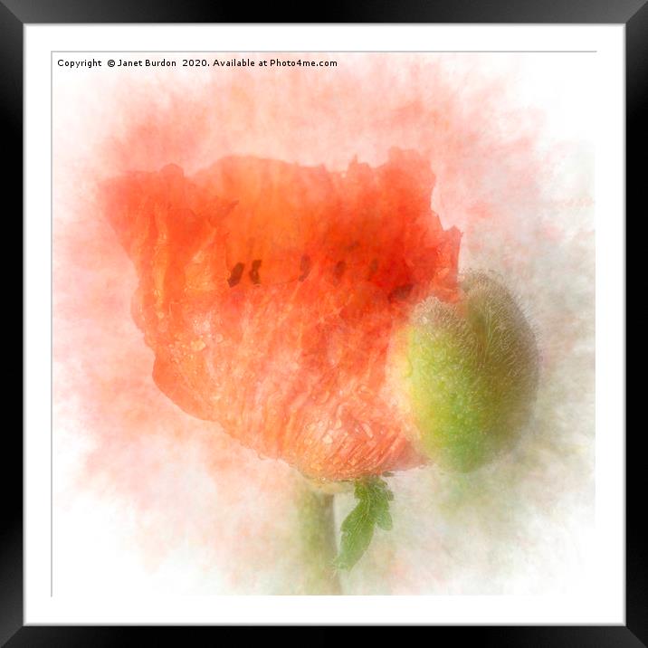 Poppy Fantasy Framed Mounted Print by Janet Burdon