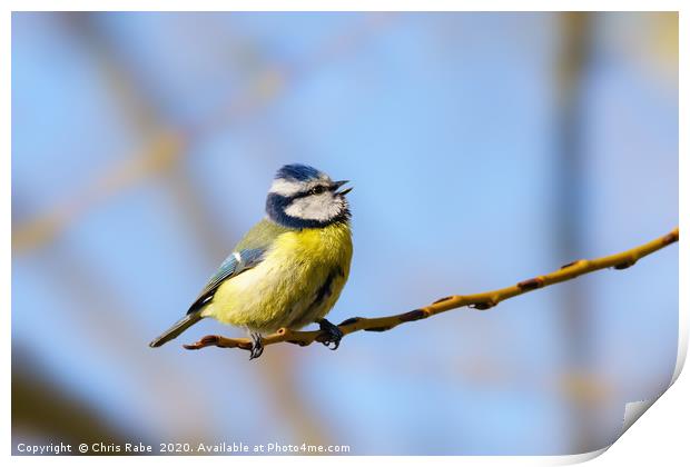 Blue Tit mid song Print by Chris Rabe