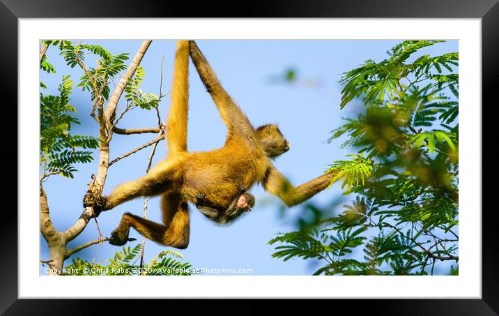 Geoffroy's spider monkey with baby Framed Mounted Print by Chris Rabe