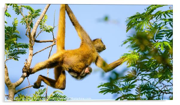 Geoffroy's spider monkey with baby Acrylic by Chris Rabe