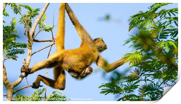 Geoffroy's spider monkey with baby Print by Chris Rabe