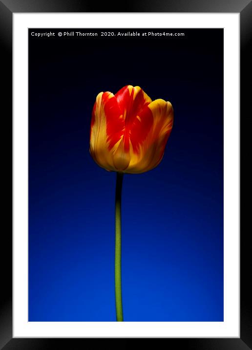 A single beautiful variegated yellow and red tulip Framed Mounted Print by Phill Thornton