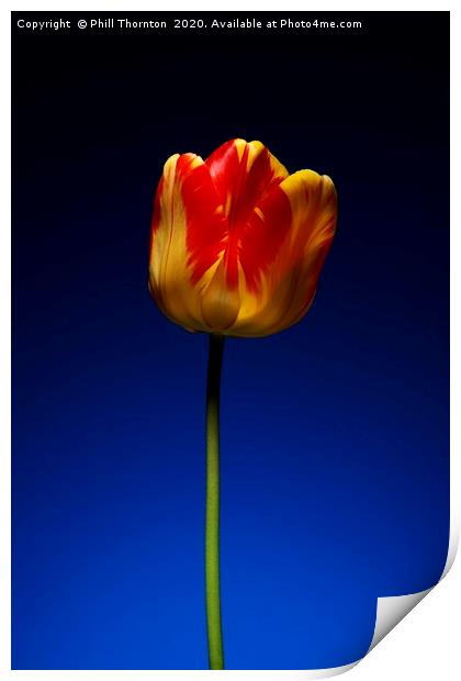 A single beautiful variegated yellow and red tulip Print by Phill Thornton