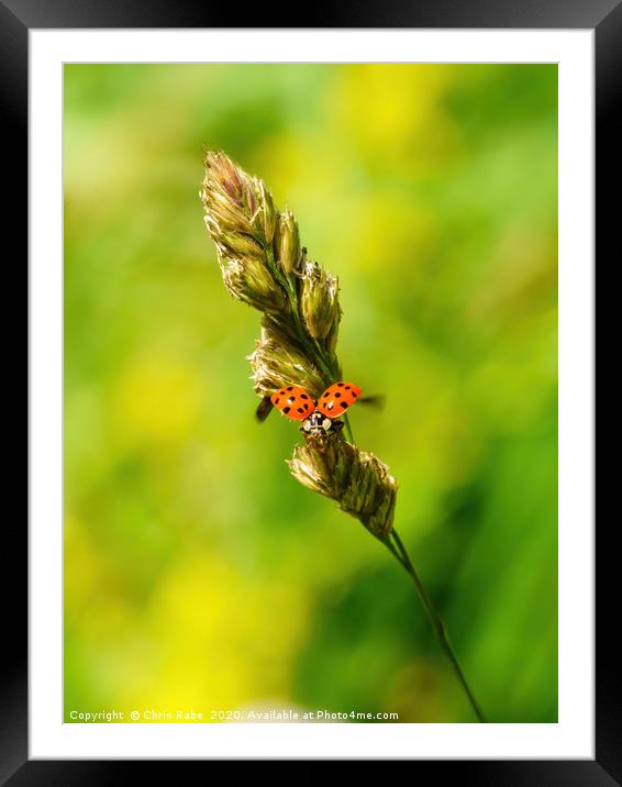 Sixteen-Spot Ladybird taking off Framed Mounted Print by Chris Rabe