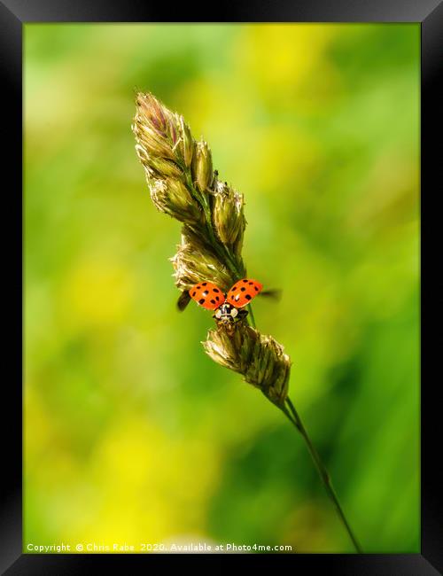 Sixteen-Spot Ladybird taking off Framed Print by Chris Rabe