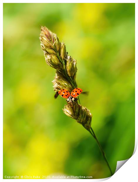 Sixteen-Spot Ladybird taking off Print by Chris Rabe