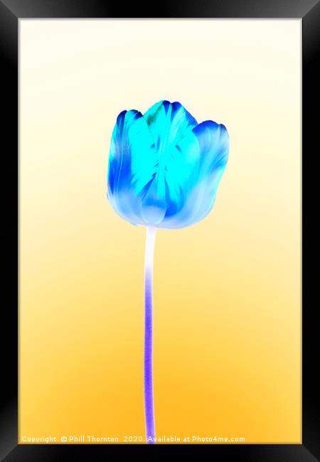Negative single beautiful variegated blue tulip Framed Print by Phill Thornton