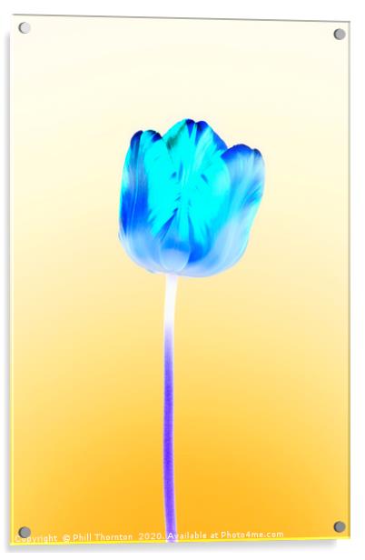Negative single beautiful variegated blue tulip Acrylic by Phill Thornton