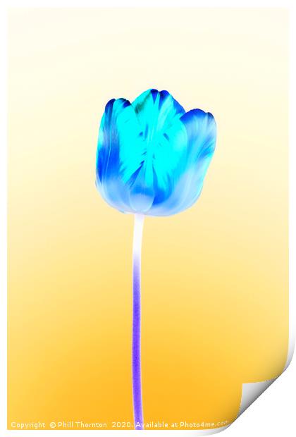 Negative single beautiful variegated blue tulip Print by Phill Thornton