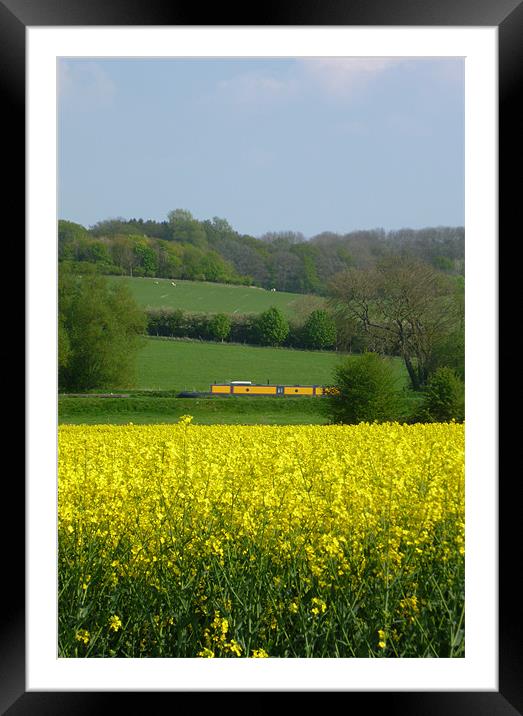 Yellow Framed Mounted Print by marie crisp