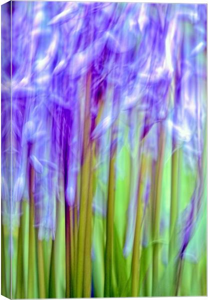 Bluebell Abstract (ICM) Canvas Print by Anne Macdonald