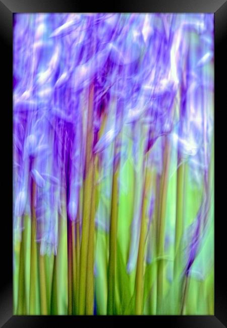 Bluebell Abstract (ICM) Framed Print by Anne Macdonald