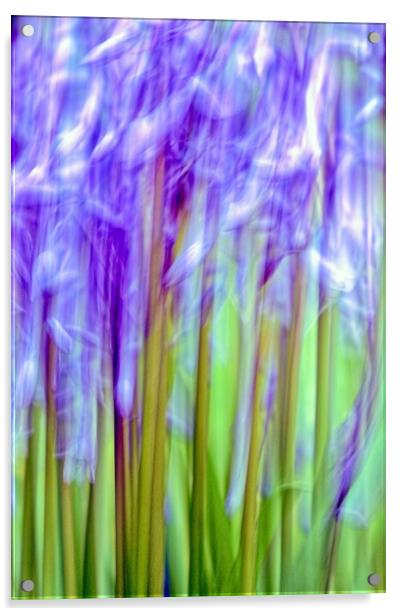 Bluebell Abstract (ICM) Acrylic by Anne Macdonald