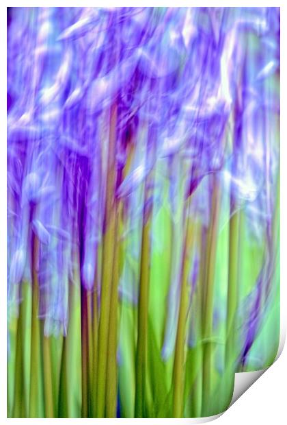 Bluebell Abstract (ICM) Print by Anne Macdonald