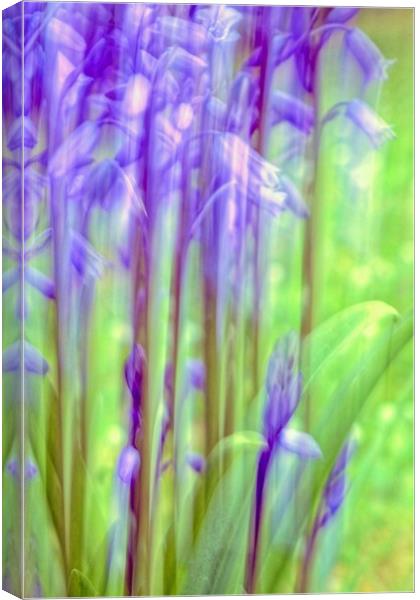 Garden Bluebell Abstract   Canvas Print by Anne Macdonald