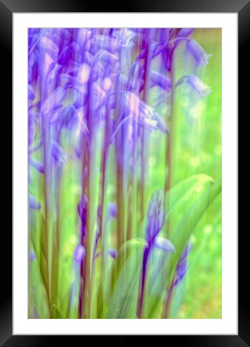 Garden Bluebell Abstract   Framed Mounted Print by Anne Macdonald