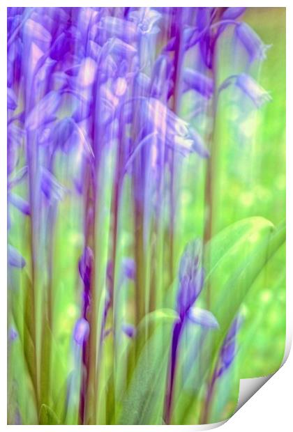 Garden Bluebell Abstract   Print by Anne Macdonald