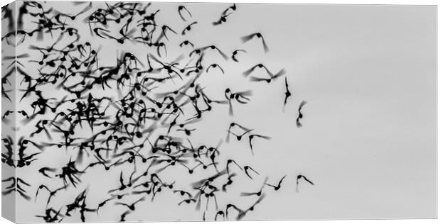 Bats in Flight Canvas Print by Marc Jones