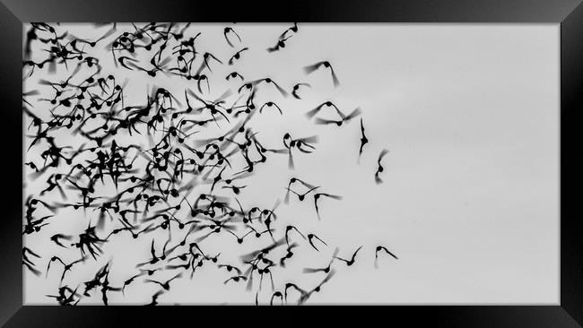 Bats in Flight Framed Print by Marc Jones