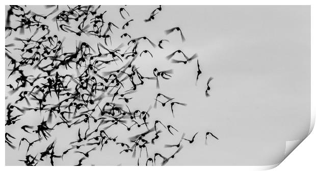 Bats in Flight Print by Marc Jones